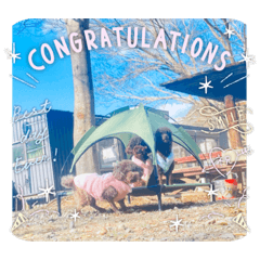 トイ・プードルさん