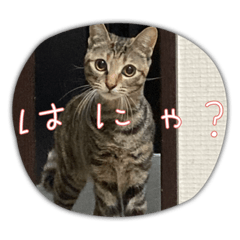 可愛い猫スタンプ　可愛いすぎる
