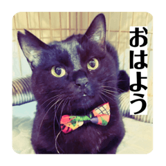 保護猫&元保護猫のスタンプ