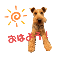 犬❤️ウェルシュテリア❤️挨拶❤️使える