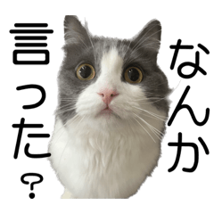 マンチカンのつくねさん2️⃣