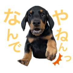 ドーベルマンのsuper rock 1