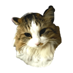 オリジナル家猫スタンプ