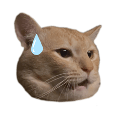 catlover_20240226050201