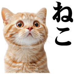 猫なら間違いない☆