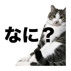 うちの長男猫さん