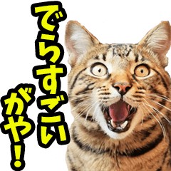 リアル☆にゃんこ（名古屋弁）