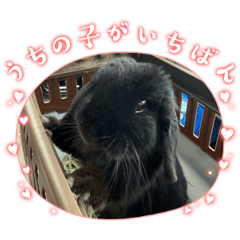 うちの子がいちばん（Ame）