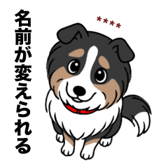名前入りシェルティトライカラー