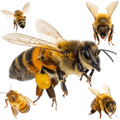 ミツバチの大群　実写