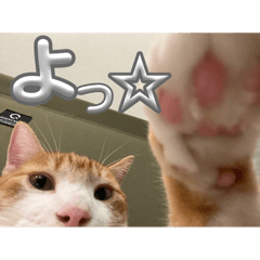 ねこのすたんぷ（全部40種）