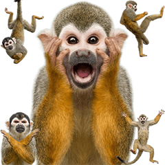 BIG! コモンリスザル　実写