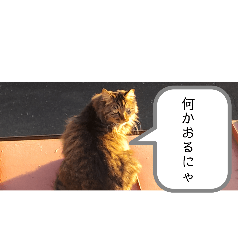 猫の気ままの会話1