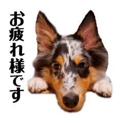 うちのトトちゃんスタンプ２