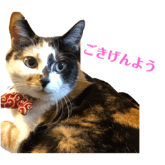 三毛猫のミーさん part2