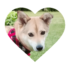 皇室犬ゆり様にそっくりなショコラ　挨拶