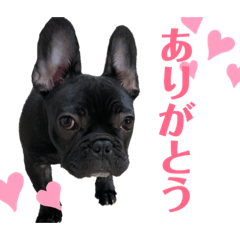 フレンチブルドッグのぢゃぢゃまるくん