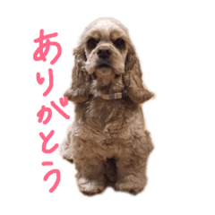 毎日ここまるスタンプ