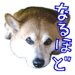 愛すべきコーギー犬のハニ