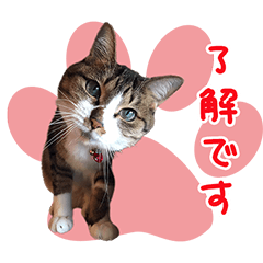 首傾げニャンコマリン