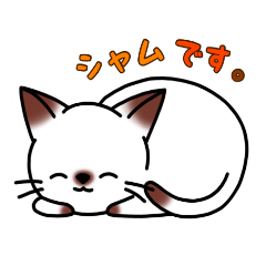 シャムキャツ猫1