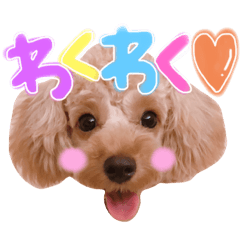 トイプードルのリリ❤︎