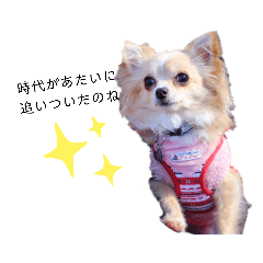 チワ胡桃＆ポメ小梅２