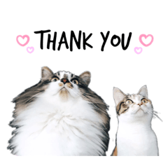 ぷうつなつくねかつお