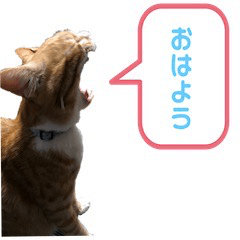 我が家の茶々丸の日常−1