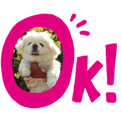 白ペキニーズのマロンちゃん①