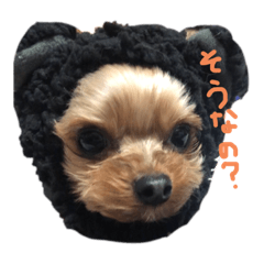 わいわい　アニマル