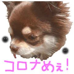 チョコ色チワワのチョコたんコロナウイルス