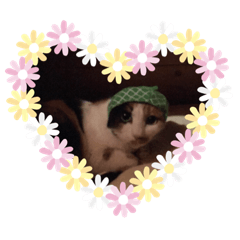 みけちばんばこおぐち2