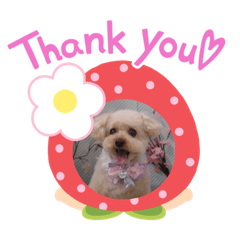 トイプー　まりんです