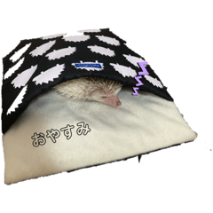 ハリネズミまーちんの日常