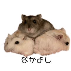 Kenkenハムちゃんず