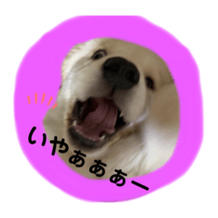 ゴールデンレトリバー☆むぎ