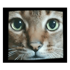 俺のねこだけど？？？