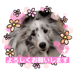 シェルティおぅちゃんちvol.4