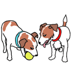 ジャックラッセルテリアのルルとジャック