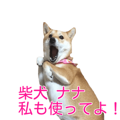 柴犬 ナナ 私も使ってよ！