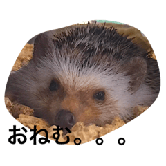 動物の面白い姿にアフレコ！