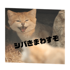 関西弁を使う動物たち