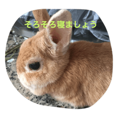 うさぴーのうさぎ部屋4