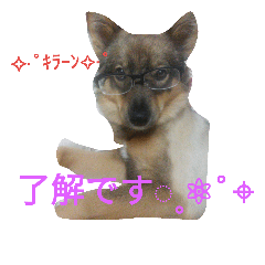 国の天然記念物の川上犬 2