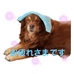犬　コト