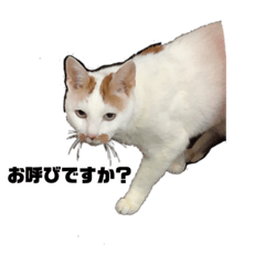 せんとまっさんだよ