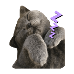 わがやのどうぶつたち2