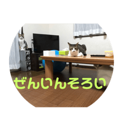 ねこねこびより