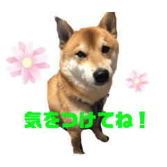 柴犬可愛いにこ君